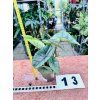 ALOCASIA PLATINUM