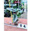 ALOCASIA PLATINUM