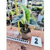 ALOCASIA PLATINUM