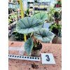 ALOCASIA PLATINUM