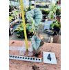 ALOCASIA PLATINUM