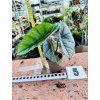 ALOCASIA PLATINUM
