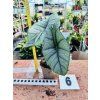 ALOCASIA PLATINUM