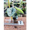 ALOCASIA PLATINUM