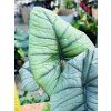 ALOCASIA PLATINUM