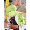SCINDAPSUS JADE SATIN