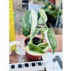 SCINDAPSUS PEASUN VARIEGATED