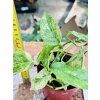 EPIPREMNUM PINNATUM MINT