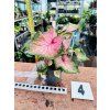 CALADIUM CHINOOK