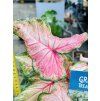 CALADIUM CHINOOK