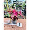 CALADIUM BICOLOR CASEY