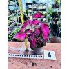 CALADIUM BICOLOR CASEY