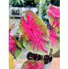CALADIUM BICOLOR CASEY