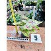 CALADIUM MISS MUFFET