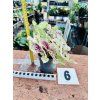 CALADIUM MISS MUFFET