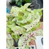 CALADIUM MISS MUFFET