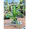 PANDANUS VEITCHII "PANDÁN"