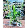 PANDANUS VEITCHII "PANDÁN"