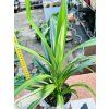 PANDANUS VEITCHII "PANDÁN"