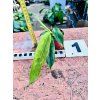 PHILODENDRON PATRICIAE