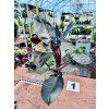 PHILODENDRON BLACK CARDINAL