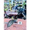 PHILODENDRON BLACK CARDINAL