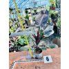 PHILODENDRON BLACK CARDINAL