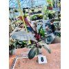 PHILODENDRON BLACK CARDINAL