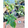 PHILODENDRON SQUAMIFERUM