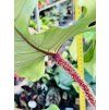 PHILODENDRON SQUAMIFERUM