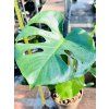 MONSTERA DELICIOSA