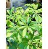 SCHEFFLERA ARBORICOLA GERDA