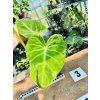 PHILODENDRON LUXURIANS