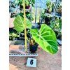 PHILODENDRON LUXURIANS
