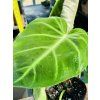 PHILODENDRON LUXURIANS