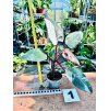 PHILODENDRON RED ANDERSON