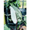 PHILODENDRON RED ANDERSON
