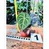 ANTHURIUM CLARINERVIUM