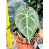 ANTHURIUM CLARINERVIUM