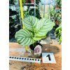 CALATHEA ORBIFOLIA