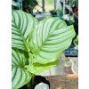 CALATHEA ORBIFOLIA