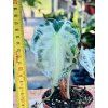 ALOCASIA VENOM