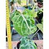 PHILODENDRON GLORIOSUM SNOW LEOPARD