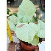 SYNGONIUM CONFETTI