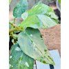 PHILODENDRON WHITE PRINCESS