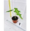ALOCASIA PORTEI