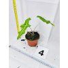 ALOCASIA PORTEI
