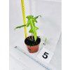 ALOCASIA PORTEI