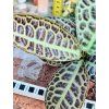LABISIA TURTLE BACK