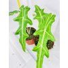 ALOCASIA PORTEI